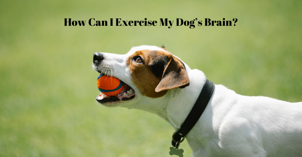 How Can I Exercise My Dog’s Brain?