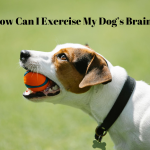 How Can I Exercise My Dog’s Brain?